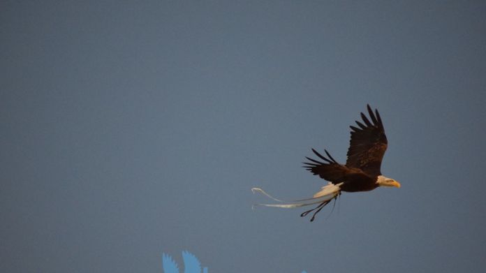 Aquila-vola Bigiarelli