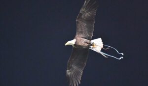 Lazio Marsiglia, Olympia vola lo stesso: affidata ad un altro falconiere