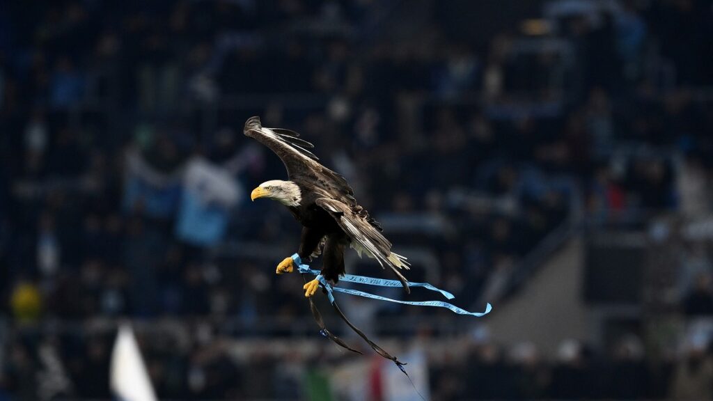 Lazio, PRESENTATA l'aquila Flaminia: le parole del falconiere biancoceleste 1 Aquila Olimpia