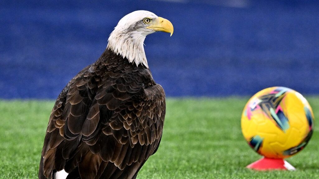 Settore giovanile Lazio, i risultati del weekend: le aquile fanno l'en plein. I dettagli 1 Olimpia