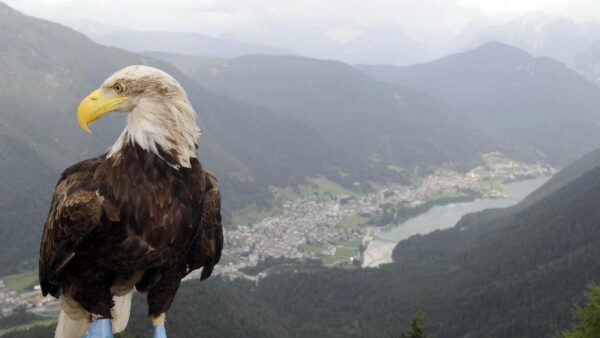 aquila