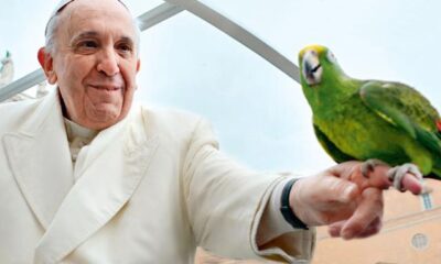 papa pappagallo amore